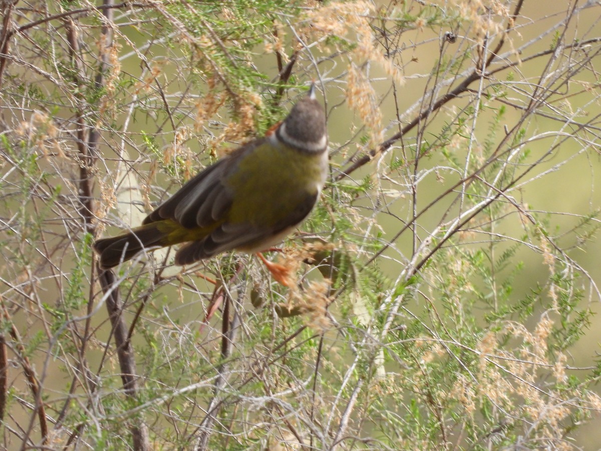 Brown-headed Honeyeater - ML622082295