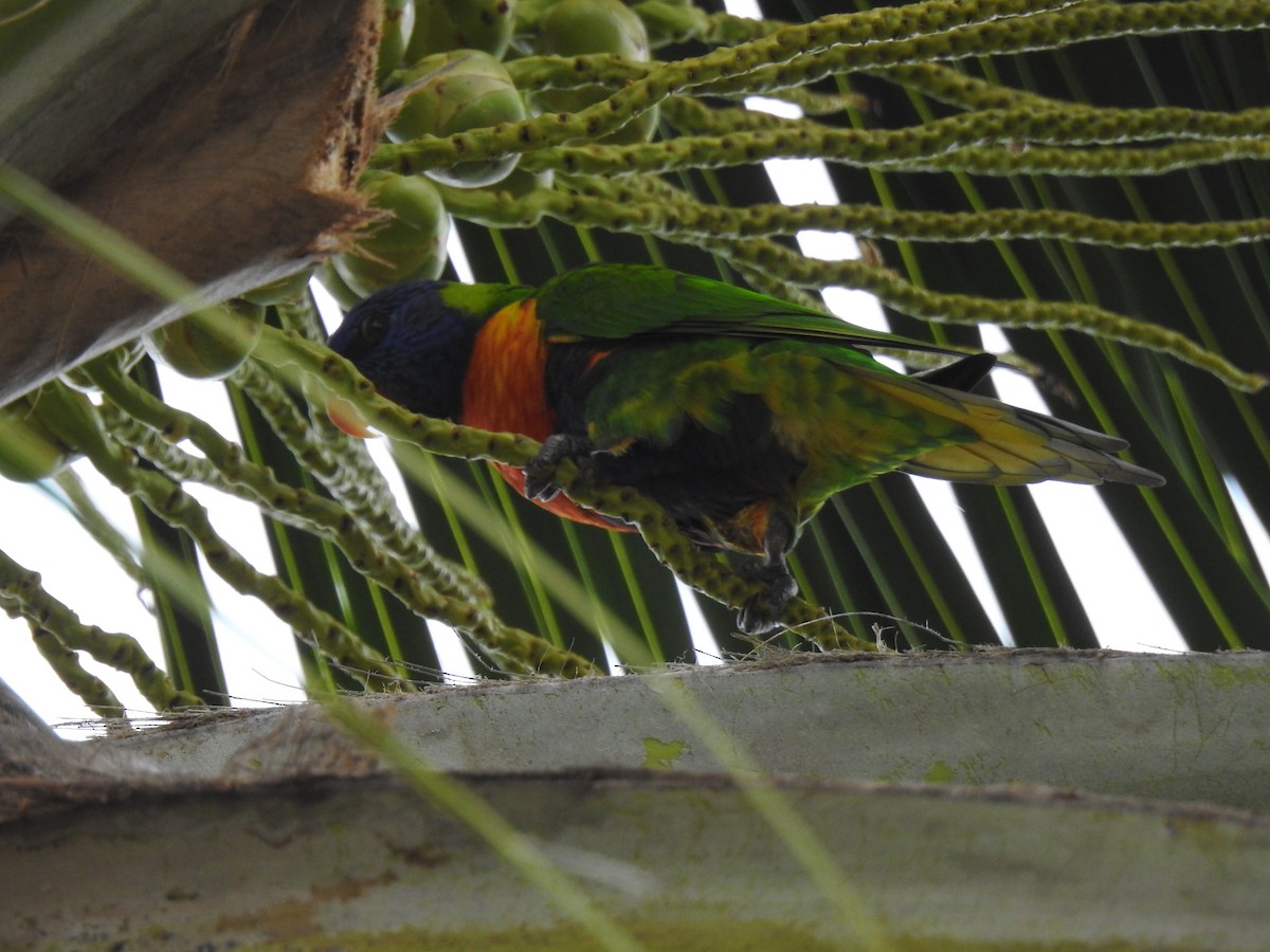 Rainbow Lorikeet - ML622082302