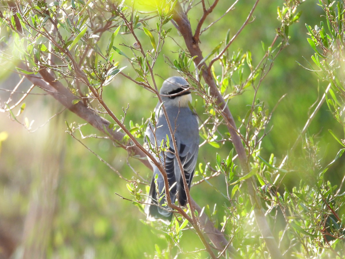 White-bellied Cuckooshrike - ML622082312