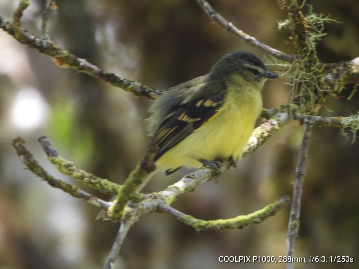 Sulphur-bellied Tyrannulet - ML622082313