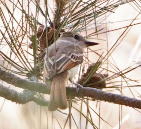 Ash-throated Flycatcher - ML622082314