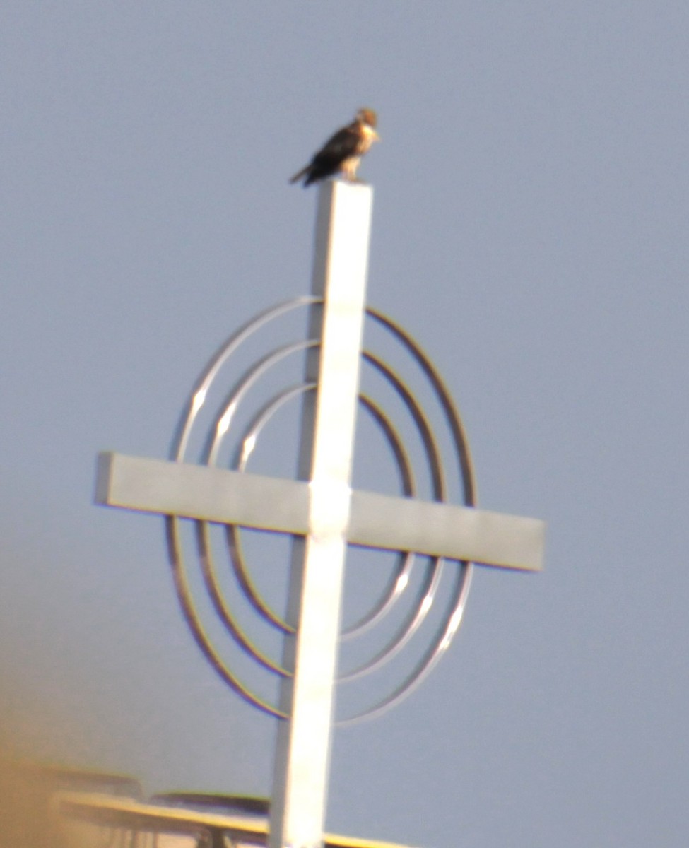 Red-tailed Hawk (borealis) - ML622082318