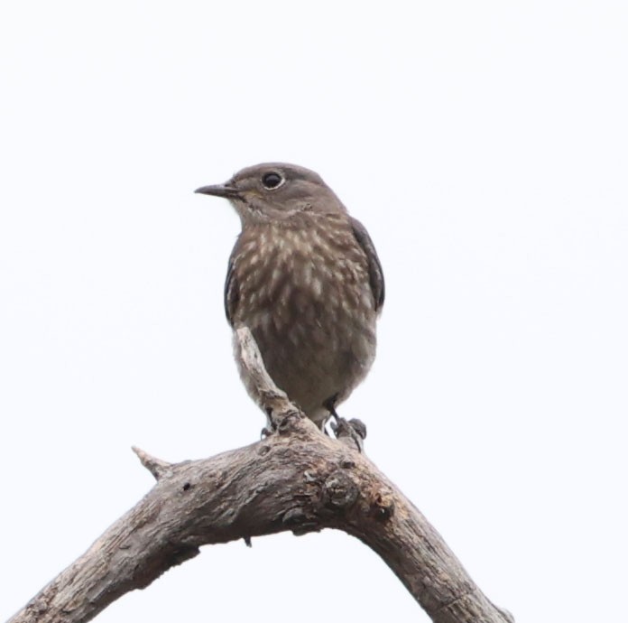 Western Bluebird - ML622082321