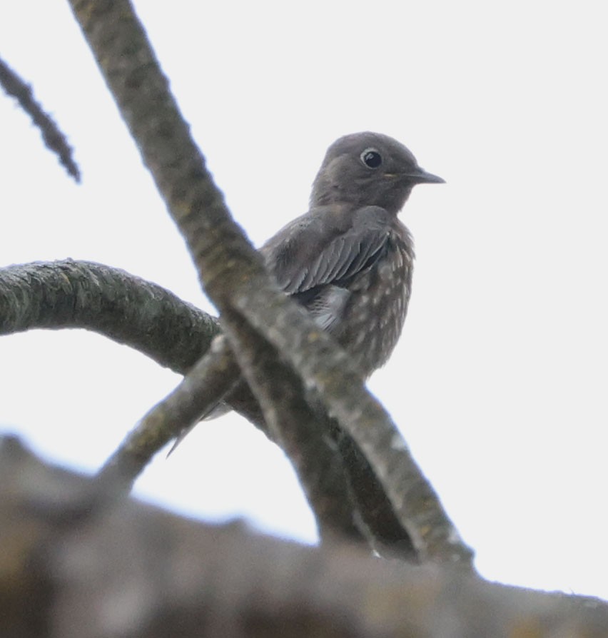 Western Bluebird - ML622082322