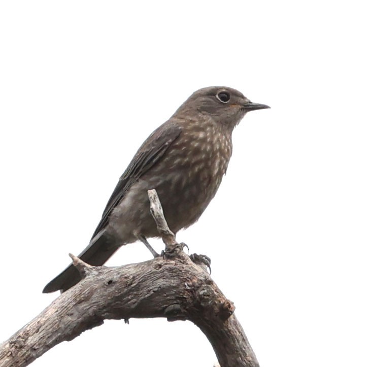 Western Bluebird - ML622082323