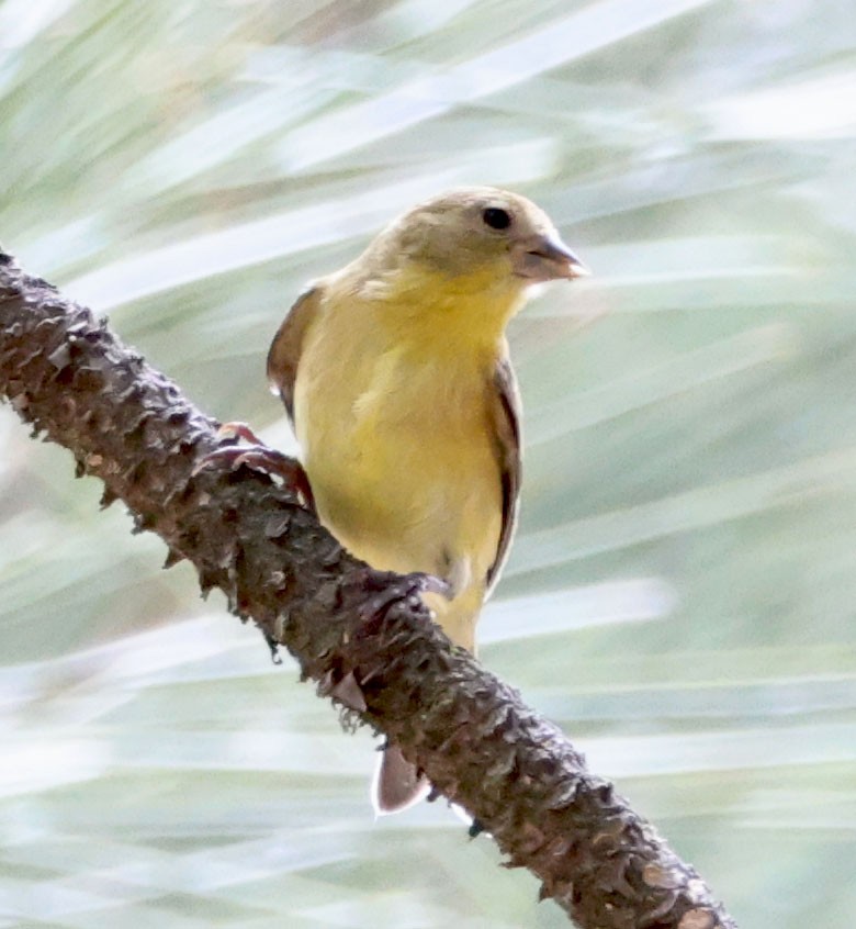 Lesser Goldfinch - ML622082324