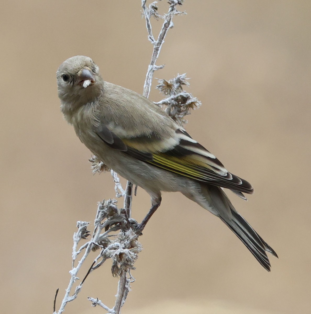 Lawrence's Goldfinch - ML622082331