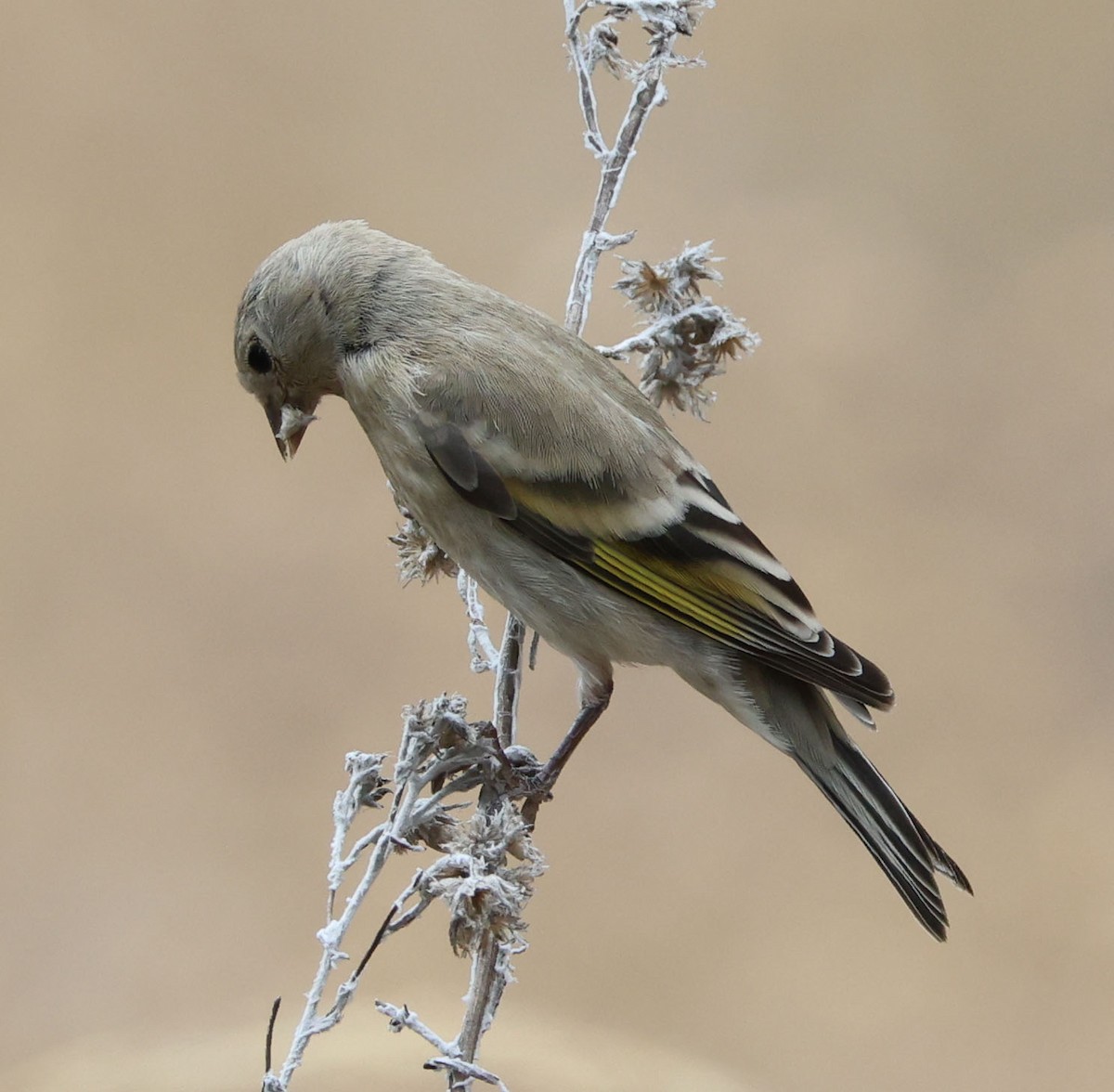 Lawrence's Goldfinch - ML622082332