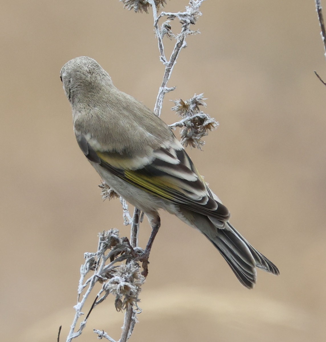 Lawrence's Goldfinch - ML622082333