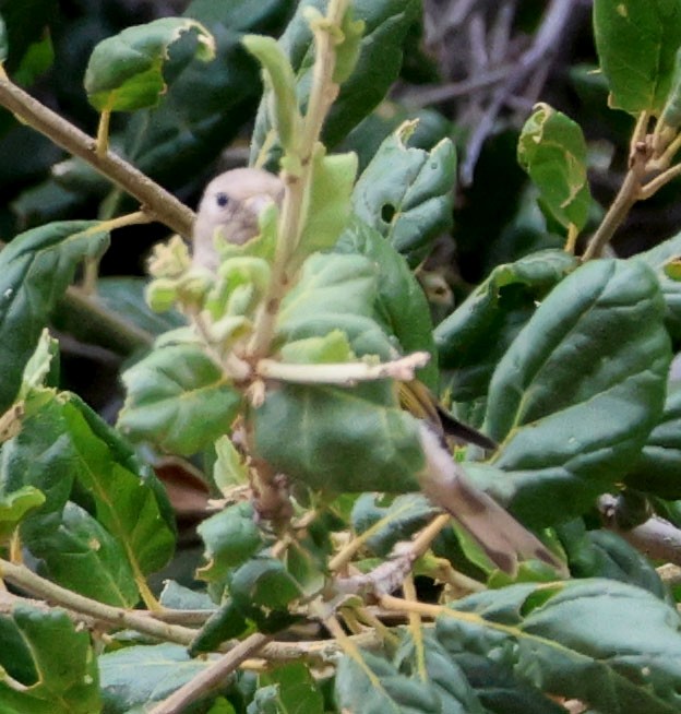 Lawrence's Goldfinch - ML622082334