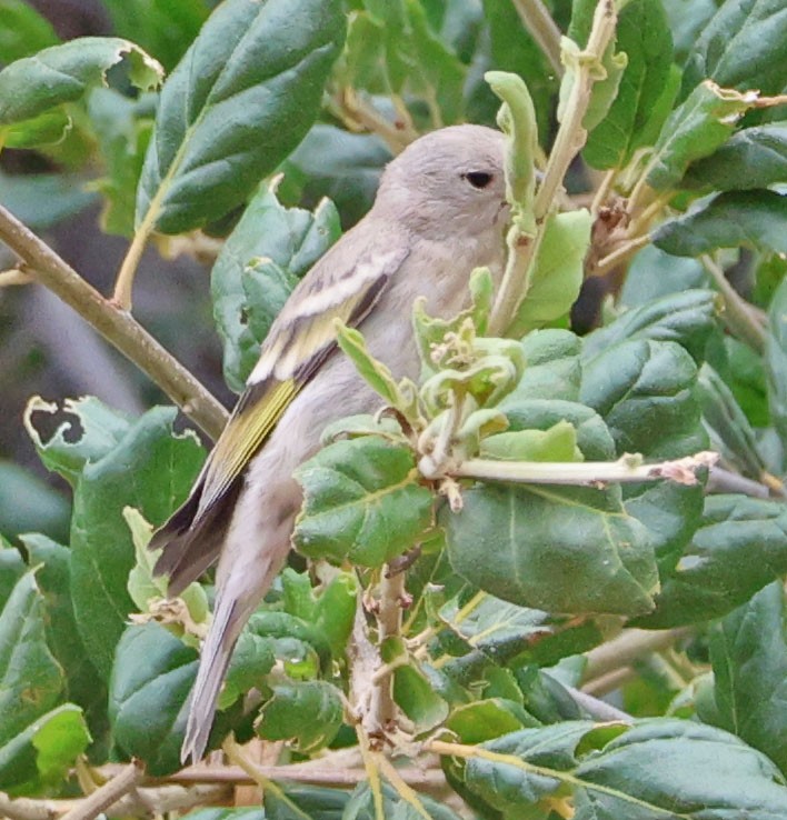 Lawrence's Goldfinch - ML622082335