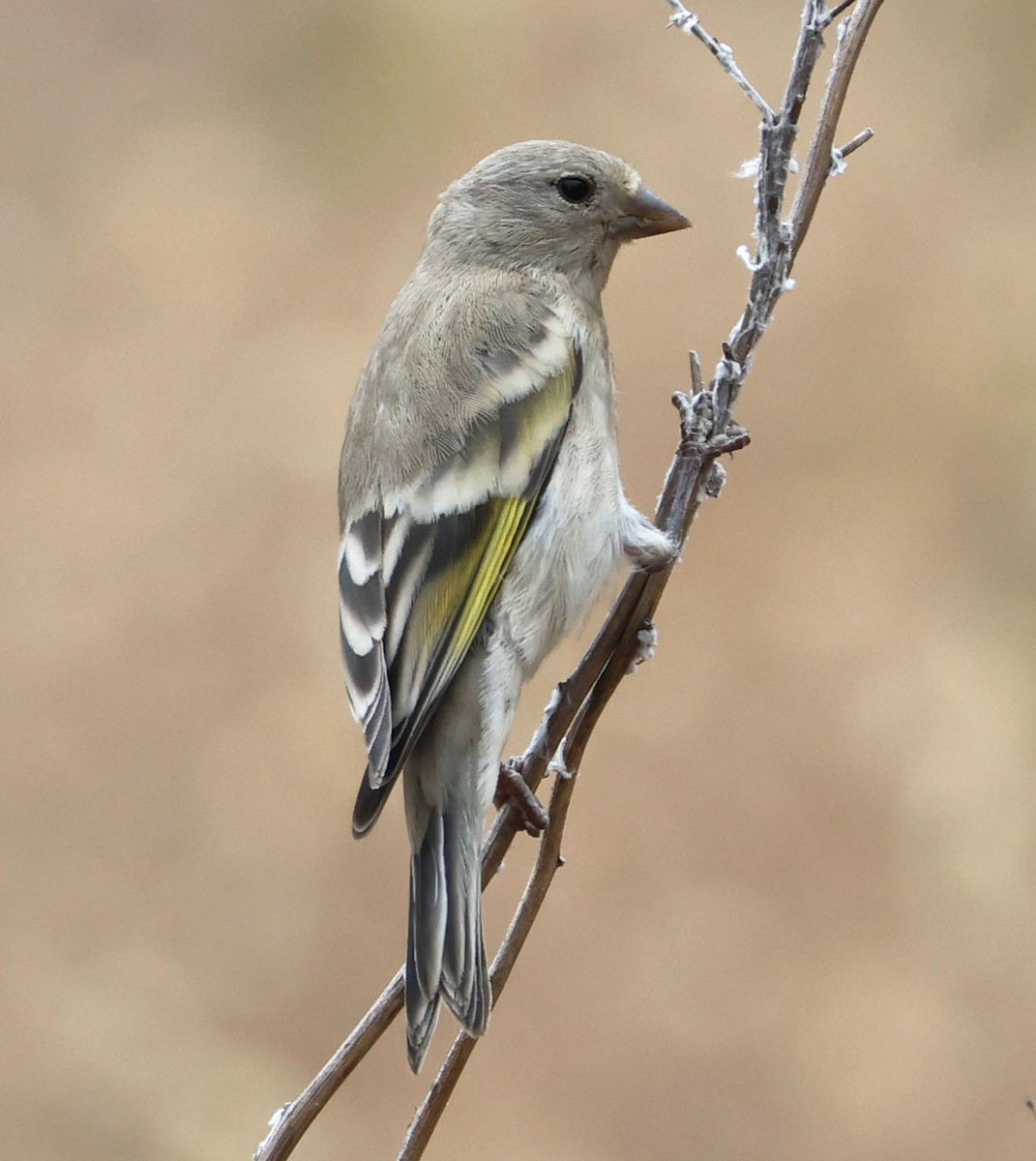 Lawrence's Goldfinch - Diane Etchison