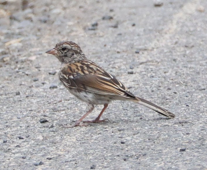 Chipping Sparrow - ML622082343