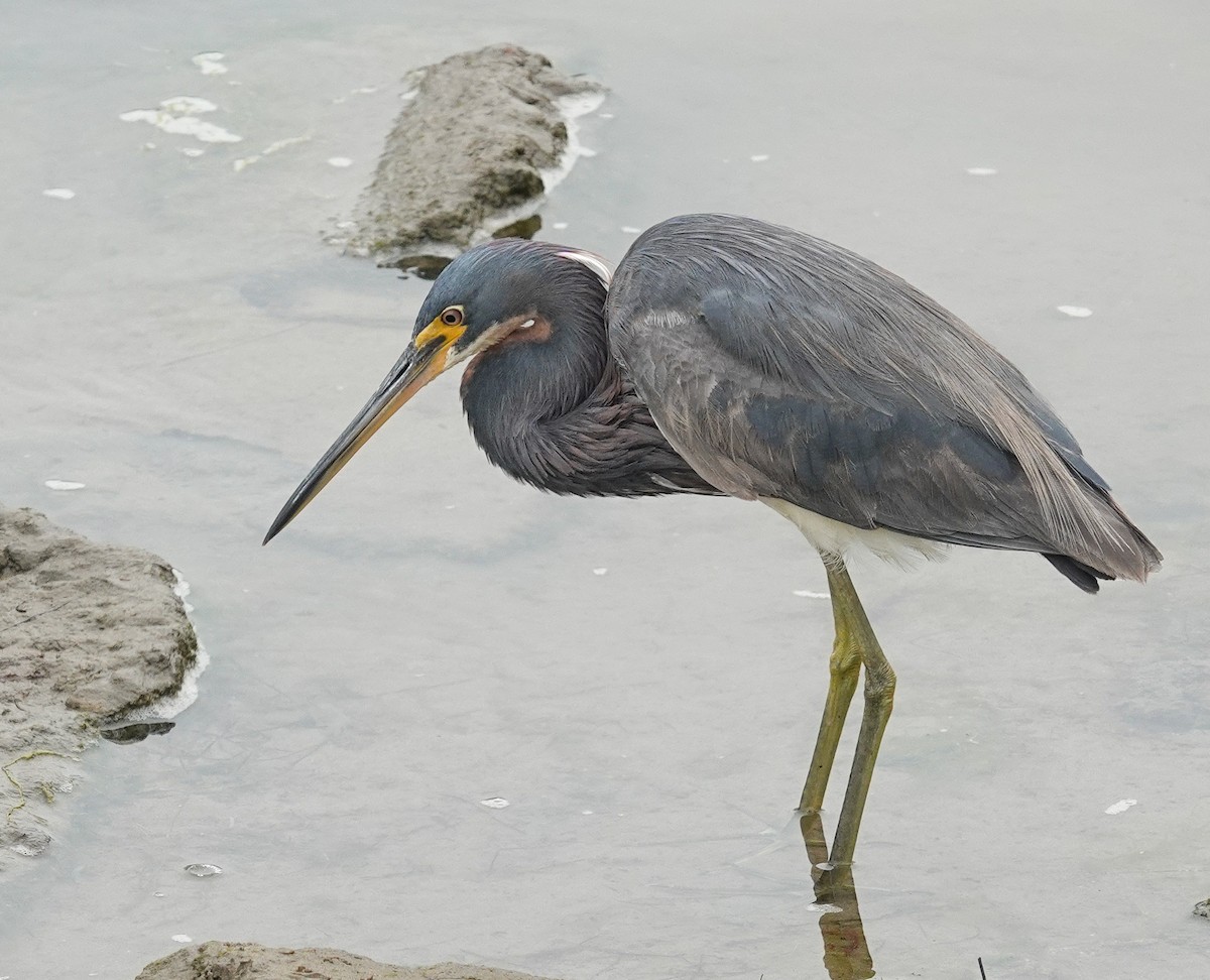 Tricolored Heron - Eunice Schroeder