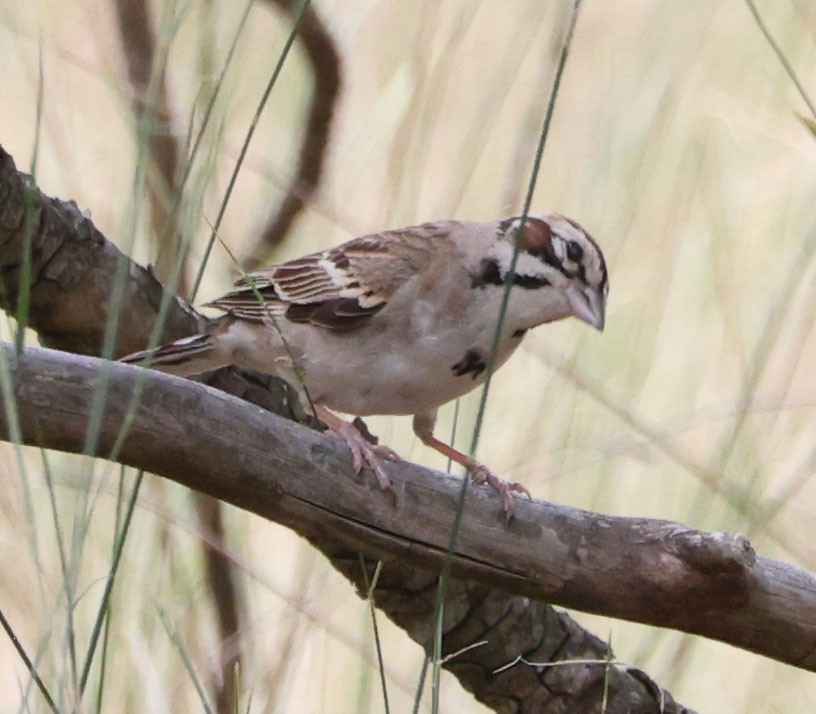 Lark Sparrow - ML622082346