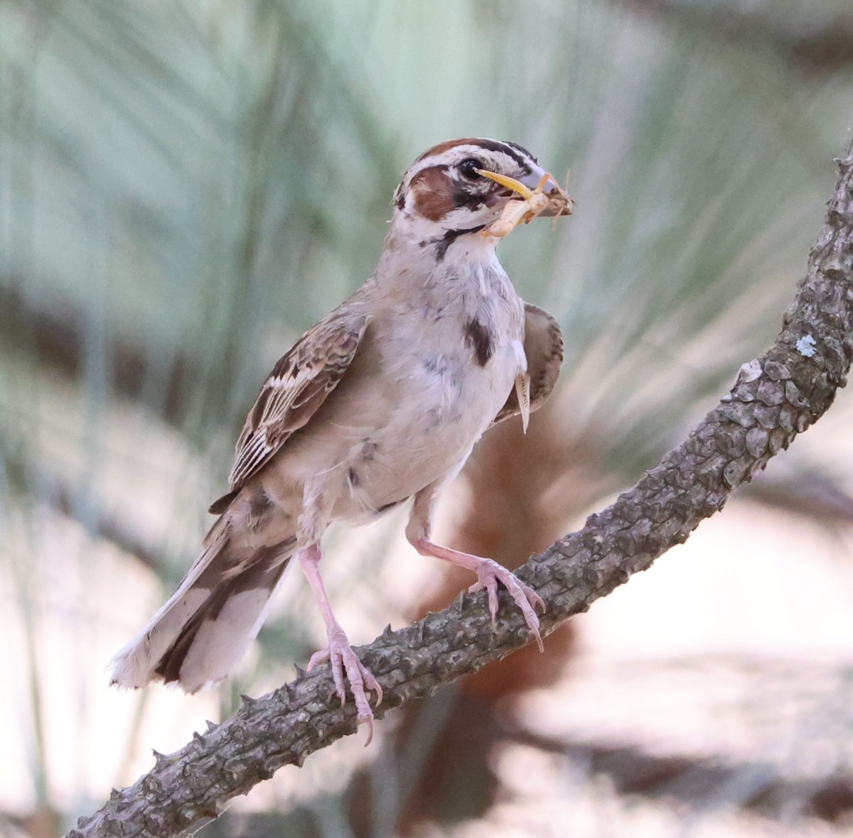 Lark Sparrow - ML622082347