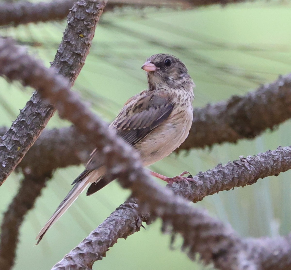 Dark-eyed Junco - ML622082348