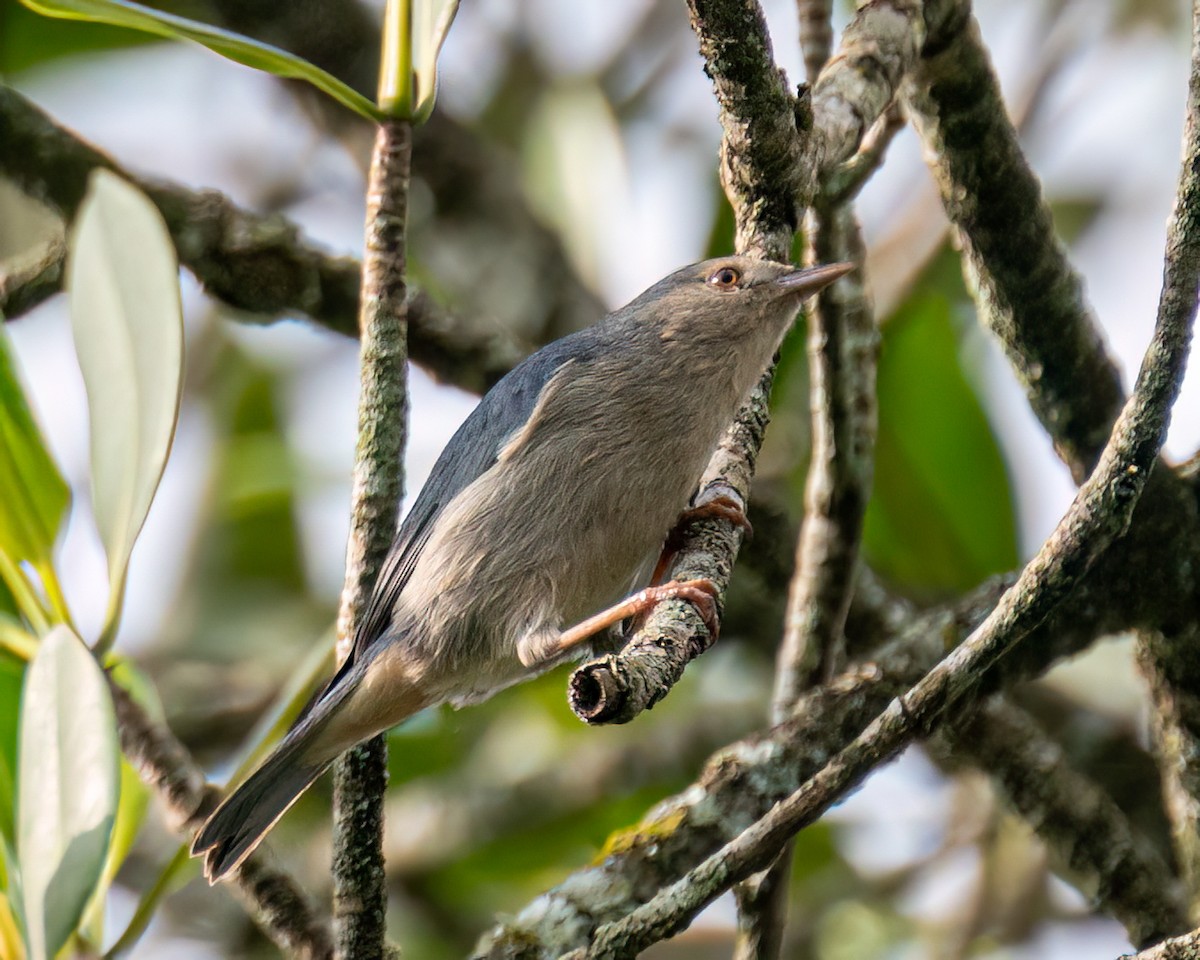 Bicolored Conebill - ML622082362