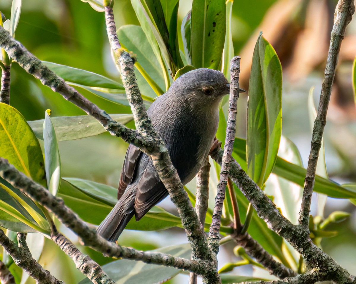 Bicolored Conebill - ML622082363