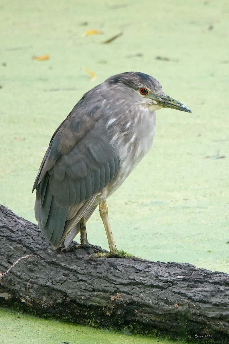 Black-crowned Night Heron - ML622082372