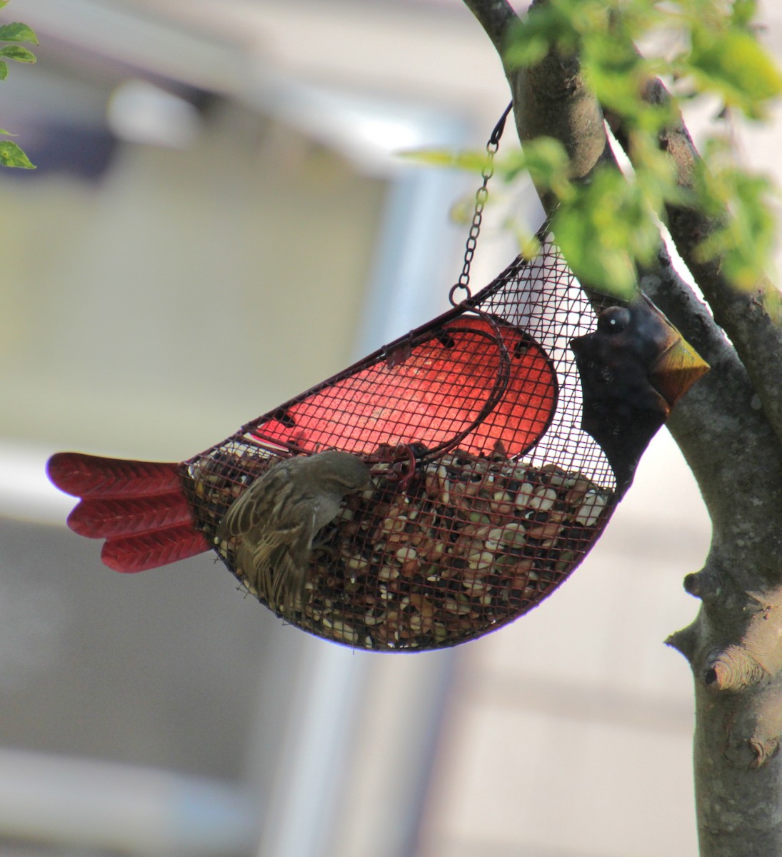 House Sparrow - Samuel Harris