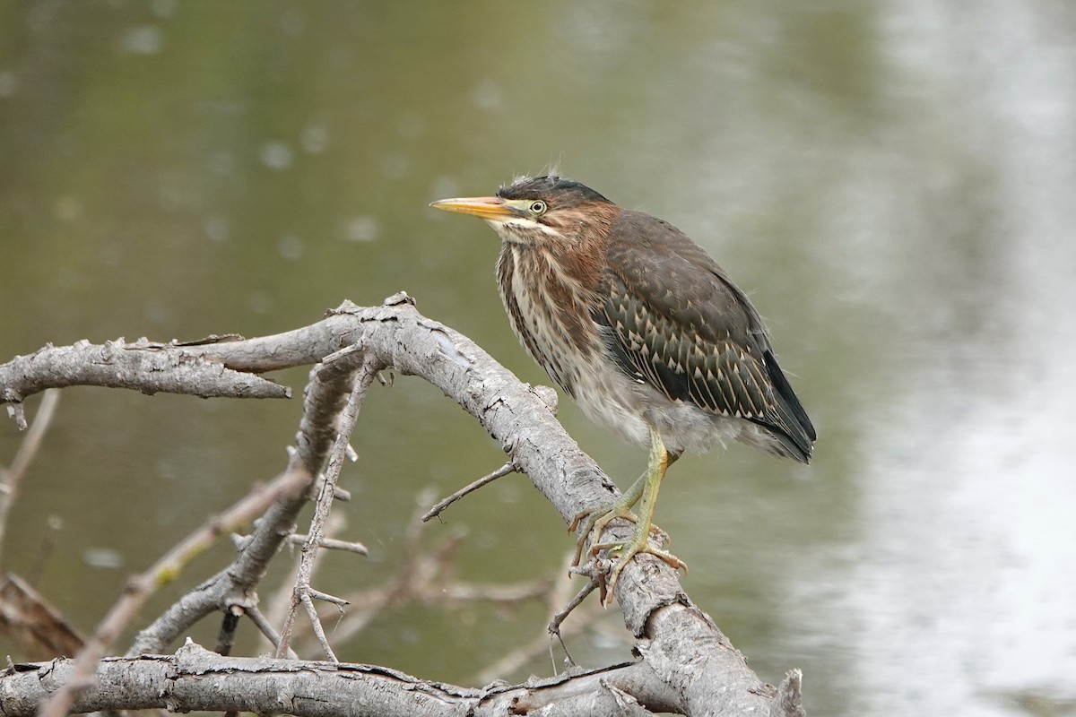 Green Heron - ML622082419