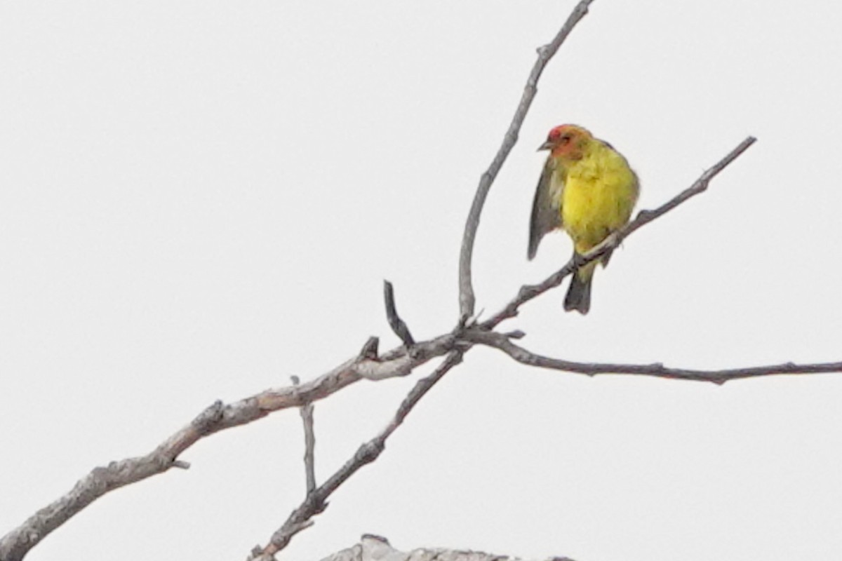 Western Tanager - ML622082434