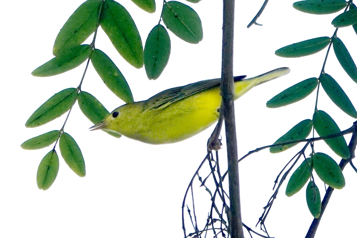 Yellow Warbler - ML622082438