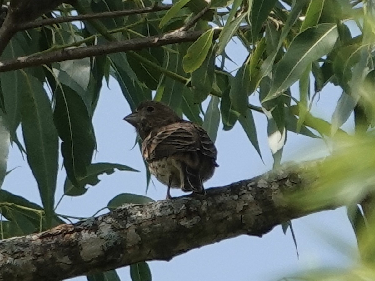 House Finch - Lottie Bushmann