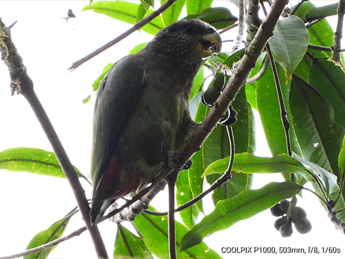 Speckle-faced Parrot (White-capped) - ML622082469