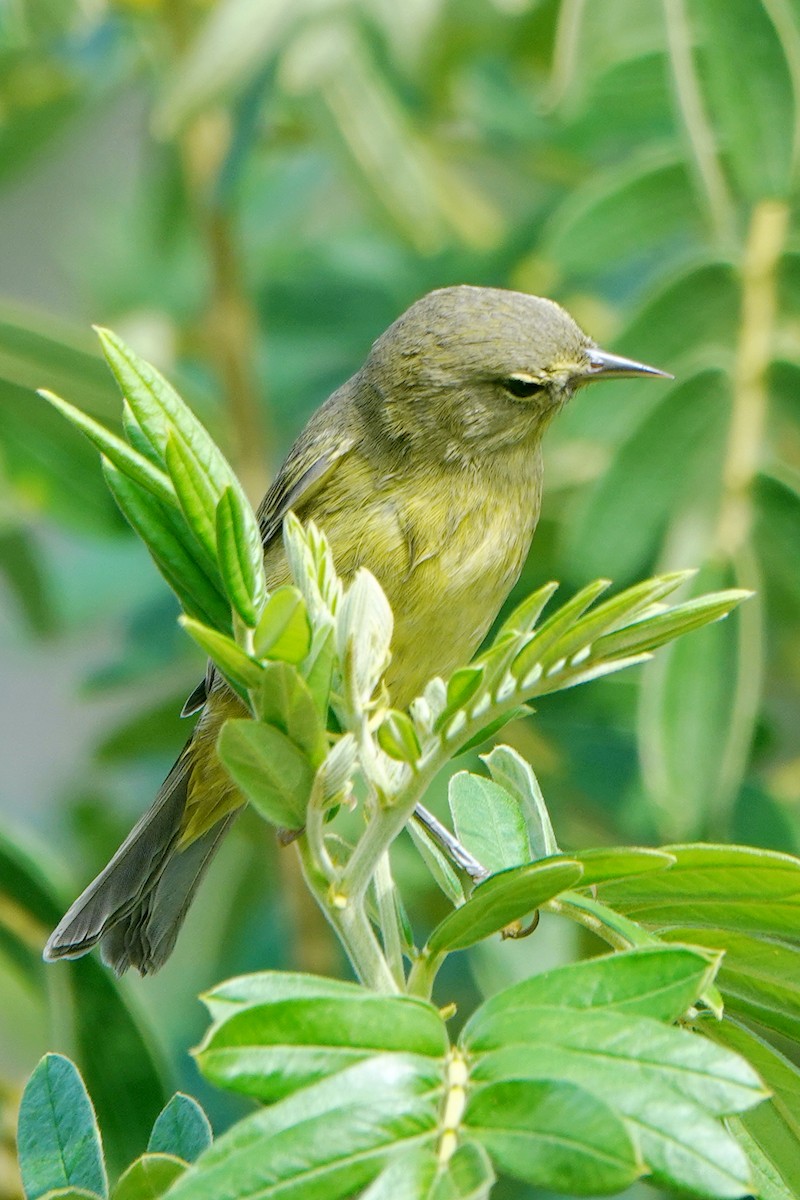 Orange-crowned Warbler - ML622082470