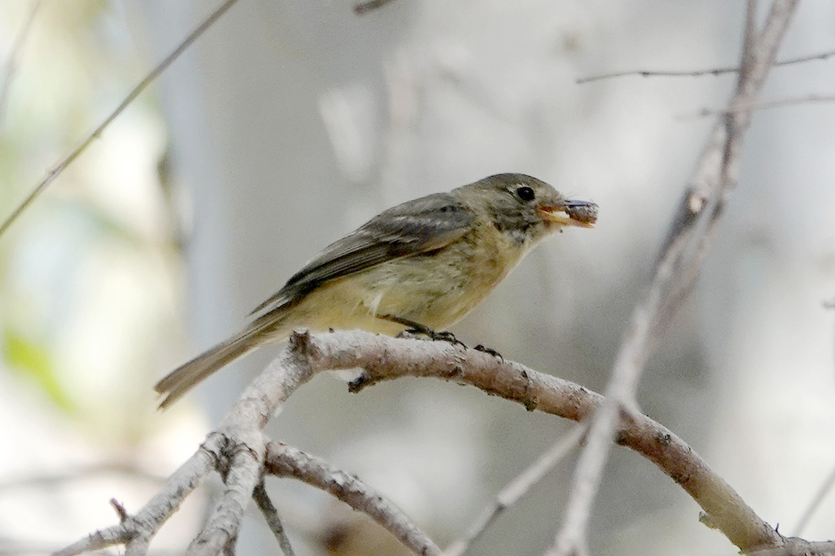 Western Flycatcher (Pacific-slope) - ML622082497