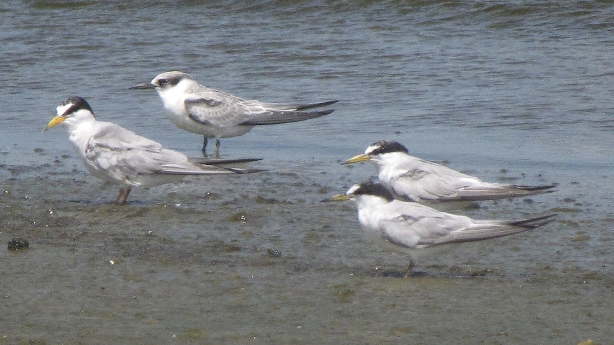 Least Tern - Sheila Sawyer