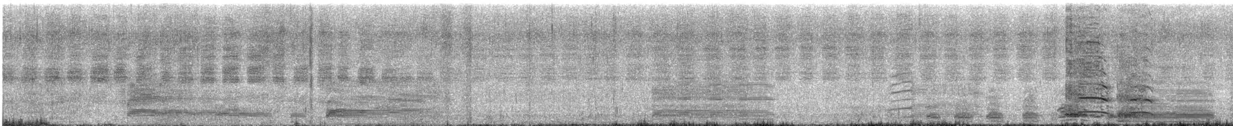 Graylag Goose (Domestic type) - ML622082507