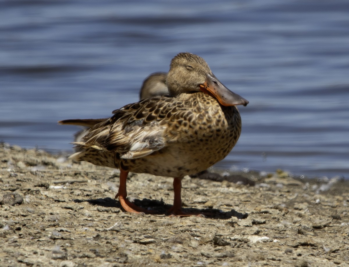 Northern Shoveler - ML622082529