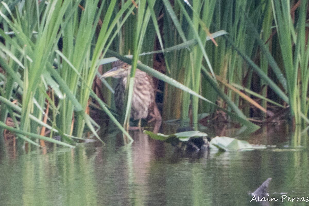 Black-crowned Night Heron - ML622082534