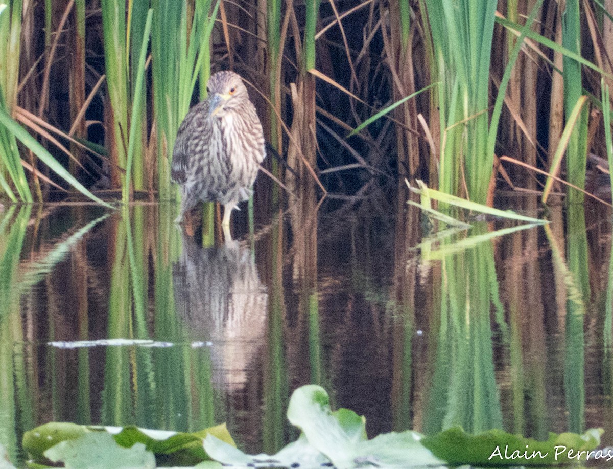 Black-crowned Night Heron - ML622082535