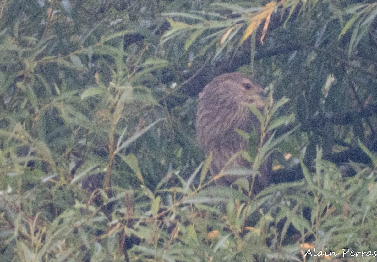 Black-crowned Night Heron - ML622082536