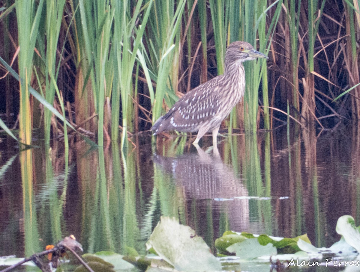 Black-crowned Night Heron - ML622082537