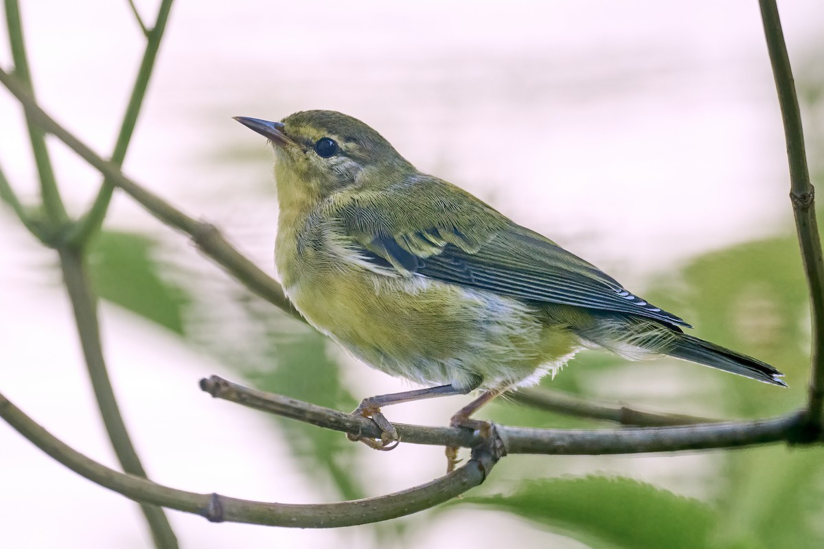 Tennessee Warbler - ML622082546