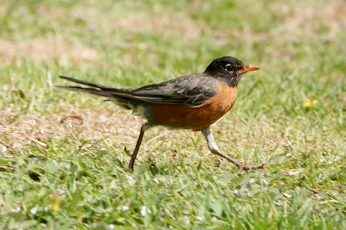 קיכלי נודד - ML622082548