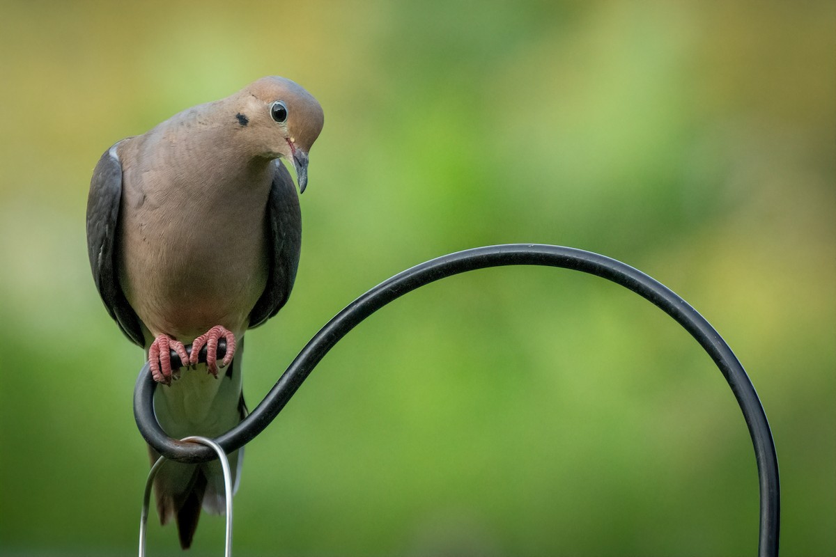 Mourning Dove - ML622082572