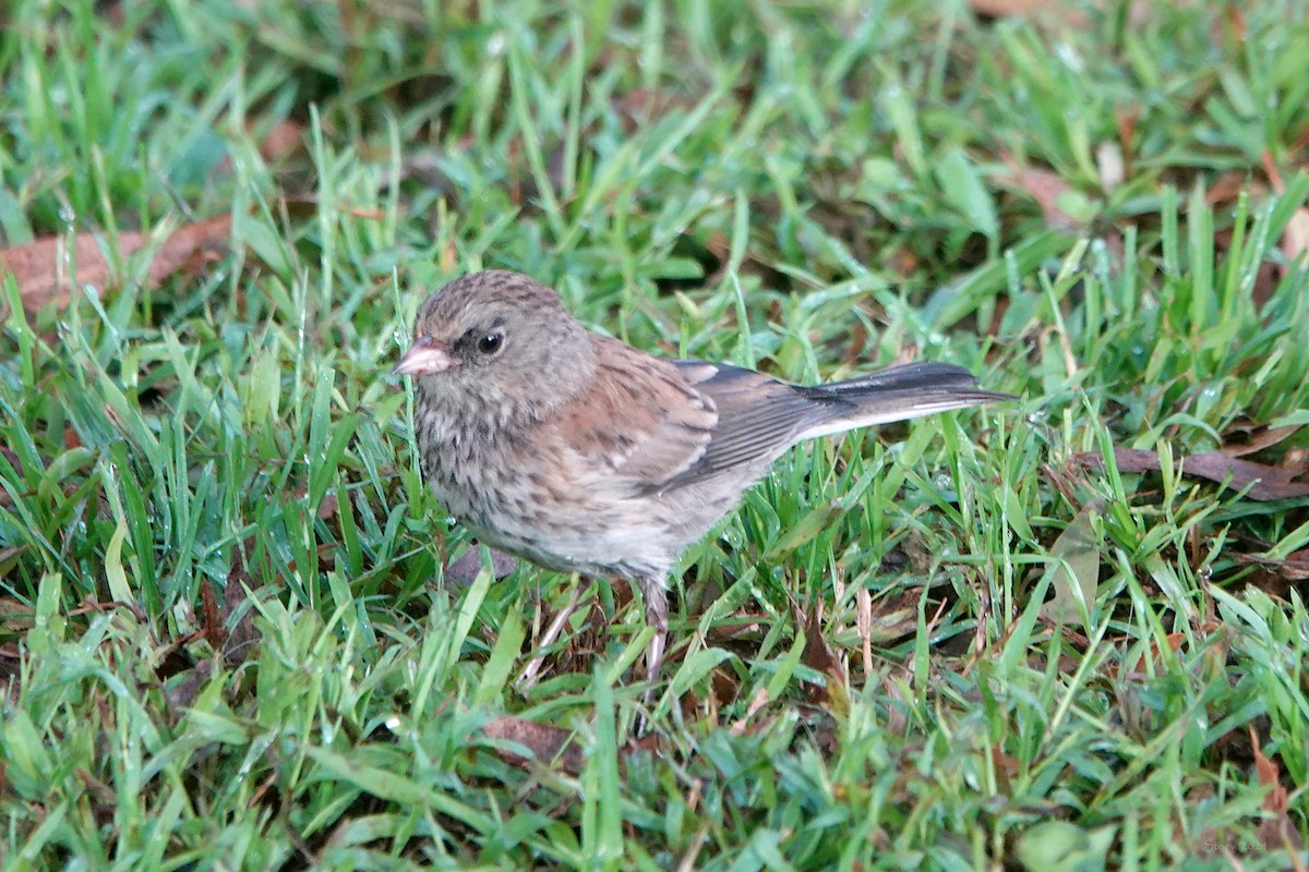 Dark-eyed Junco - ML622082575