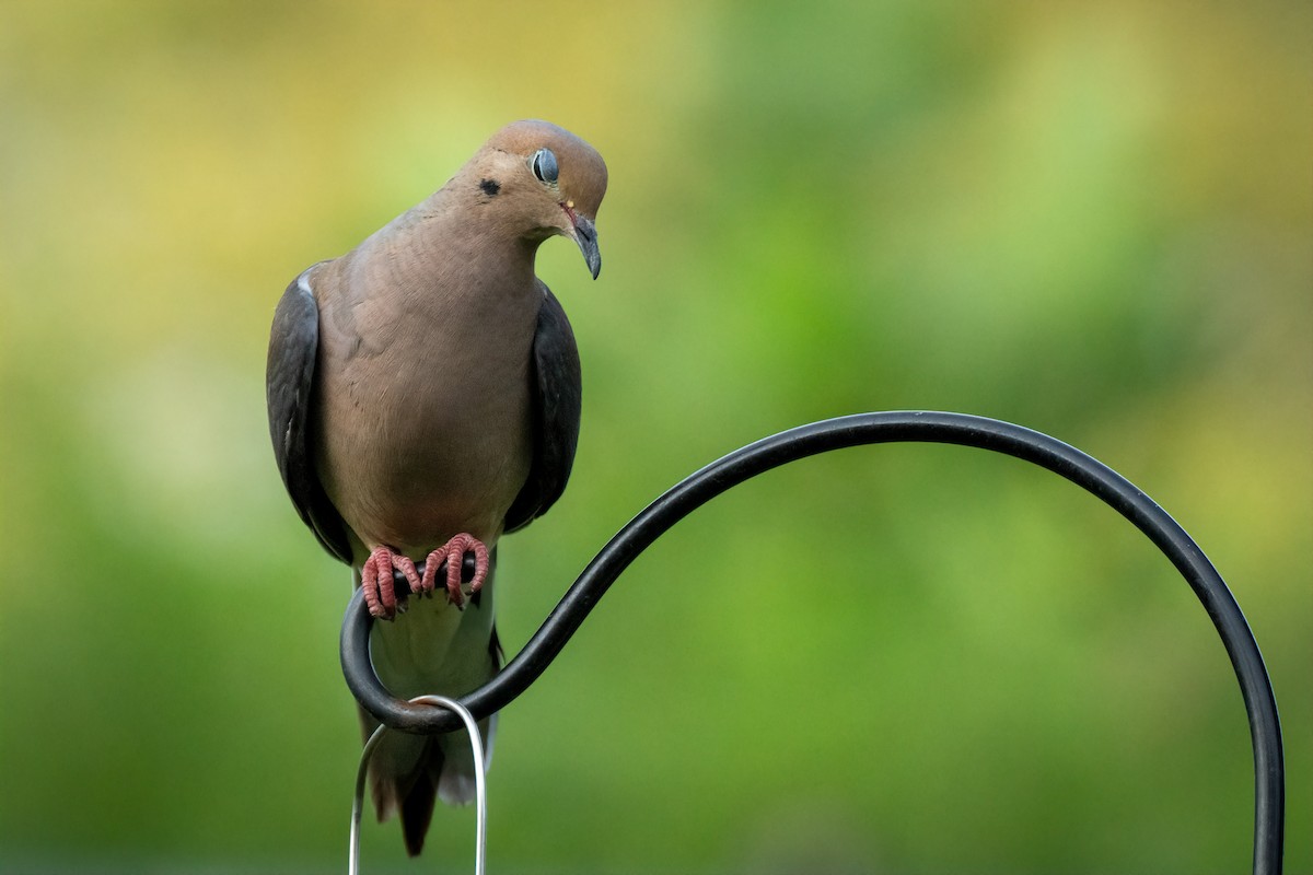 Mourning Dove - ML622082576