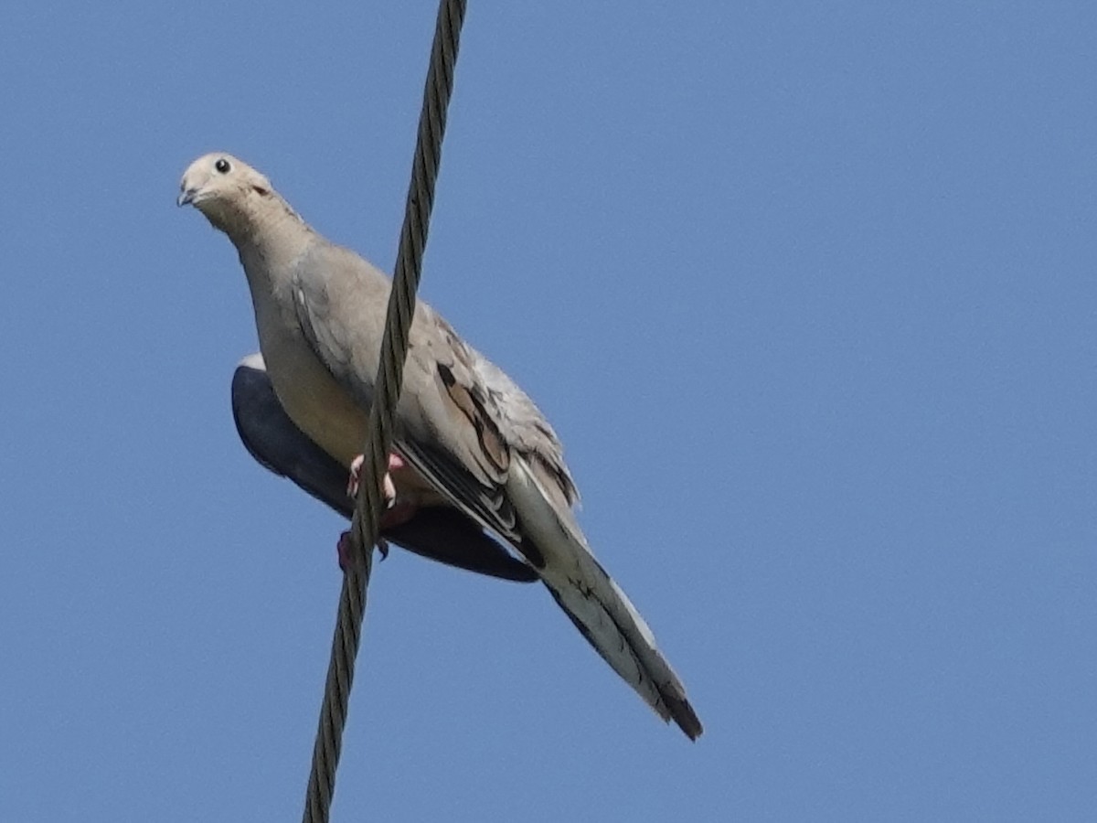 Mourning Dove - ML622082595