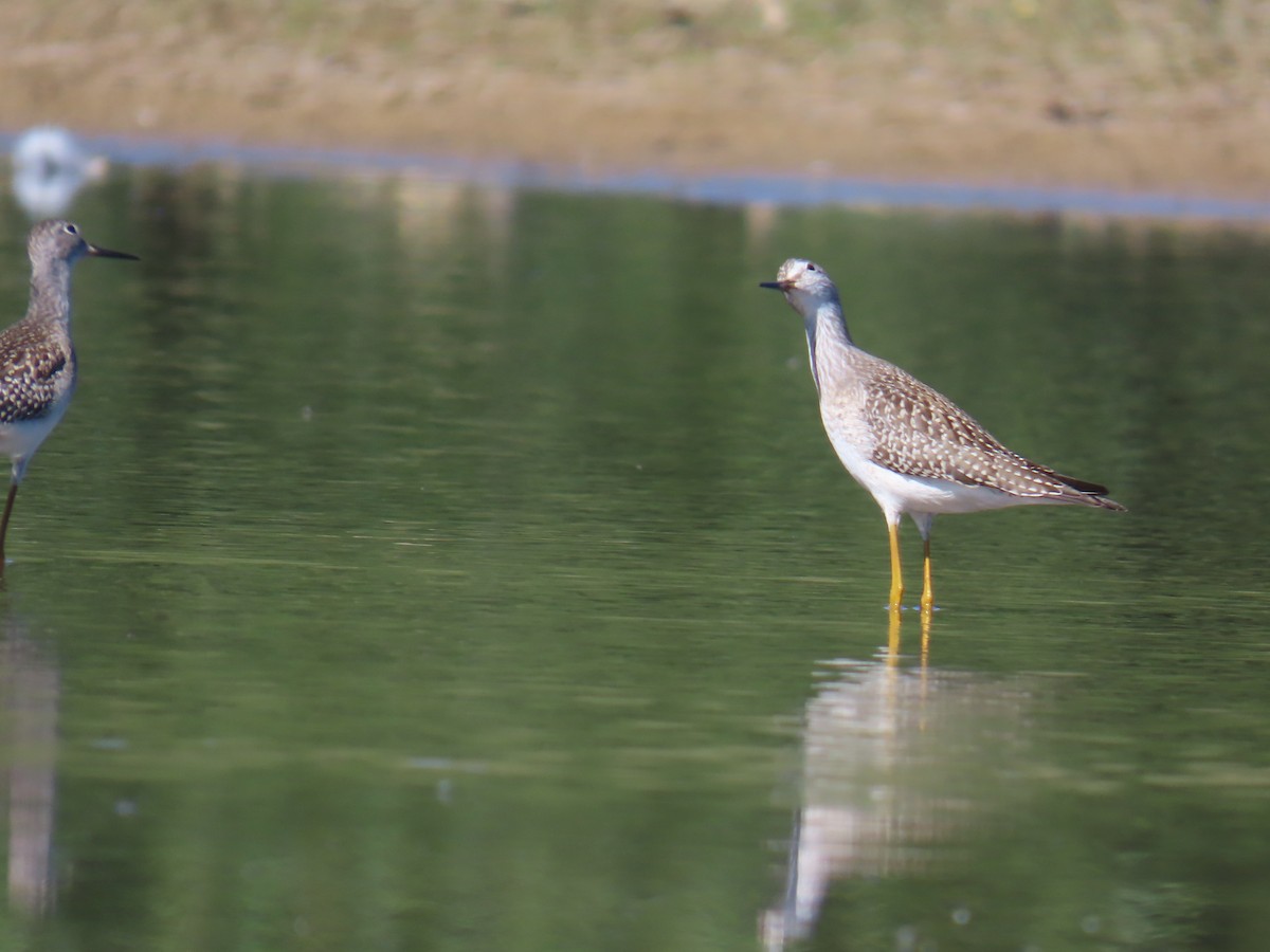 Lesser Yellowlegs - Mike Lesnik