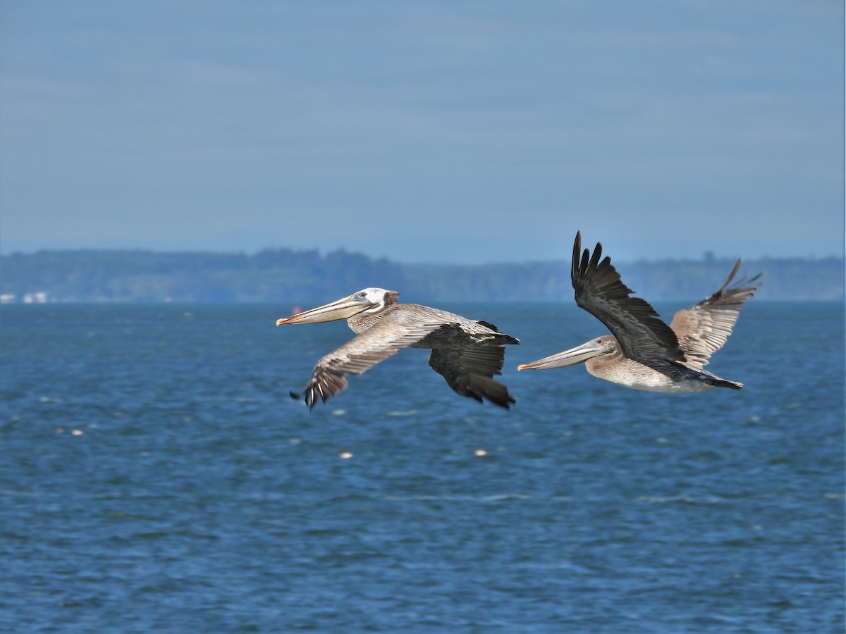 Brown Pelican - ML622082606