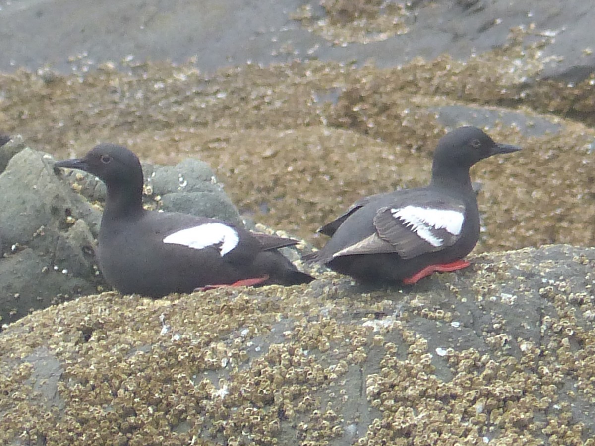 Pigeon Guillemot - ML622082607