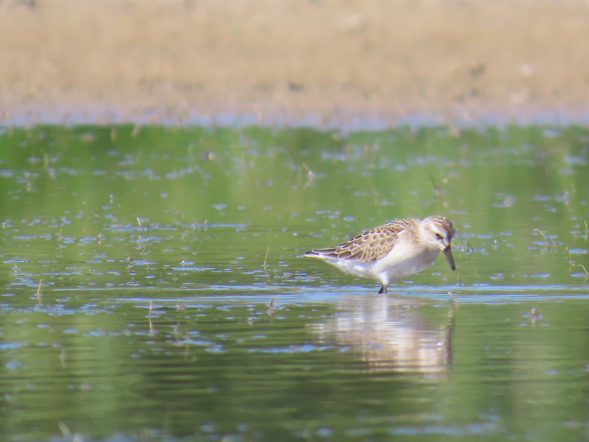 Semipalmated Sandpiper - ML622082616