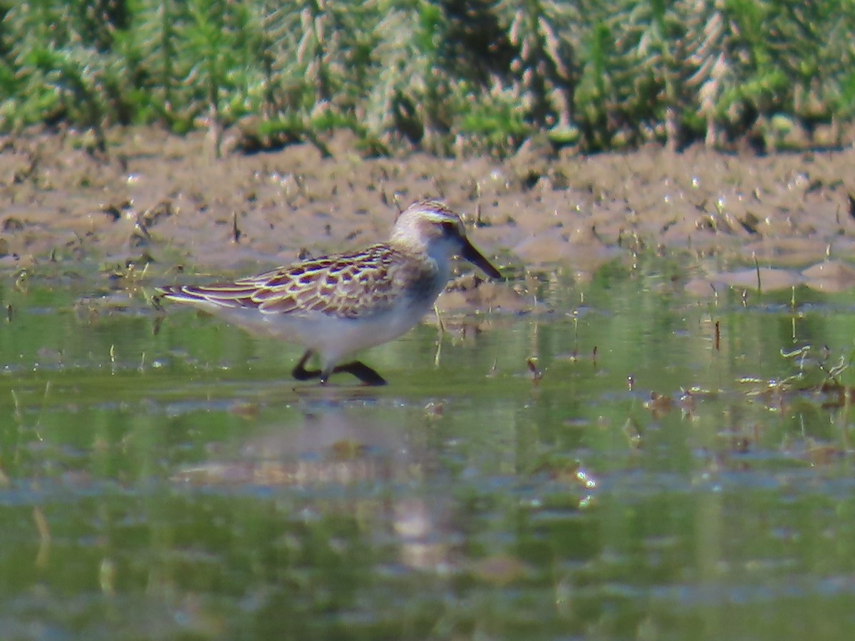 Semipalmated Sandpiper - ML622082617